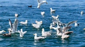 Come spot all the birds and wildlife aboard the Island Whaler! We have jet boat tours open every day this month. | Deception Pass Tours | Facebook
