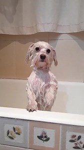 1.4M views · 10K reactions | bath time | My shih tzu | Facebook