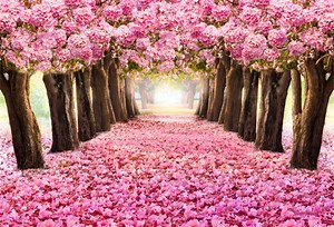 View 9 Flower Aesthetic Zoom Backgrounds