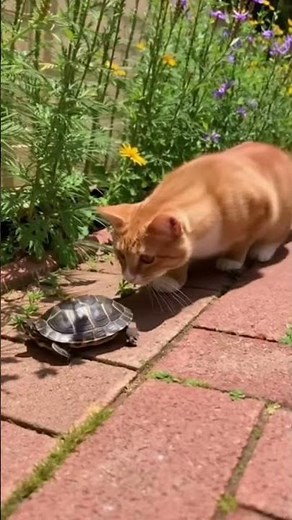 This Cat vs Turtle Race Is CRAZY! 🐱🐢🤣