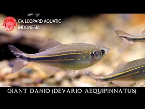 Devario aequipinnatus. The GIANT DANIO!(Leopard Aquatic U004)