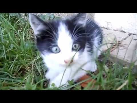 Chatons joueurs