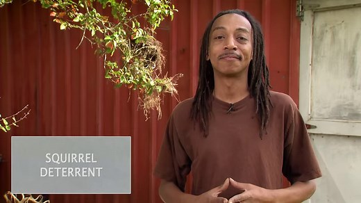 2.3K views · 56 reactions | Dryer sheets can be an inexpensive, safe and humane way to keep squirrels away from your plants. Rodents have a strong sense of smell, so the more fragrant variety you can find the better! Keep up with Randy Battle at in the group @Gardening with Skinny Boy Randy - Beginners & Experts are WELCOME! | Virginia Home Grown | Facebook