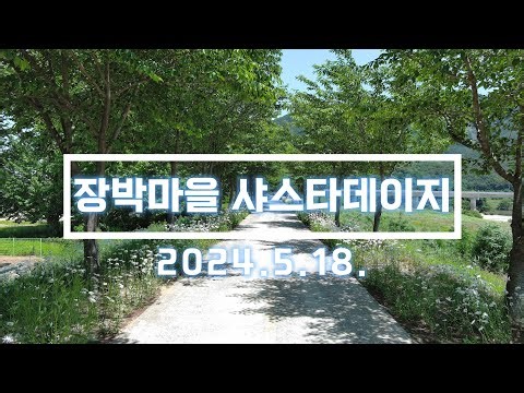 의령 장박마을 샤스타데이지 드론 영상. 2024.5.18 촬영. Autel Evo Lite+