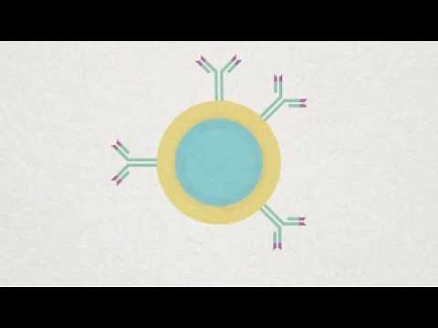 B-cell, Plasma and Memory cell Animation