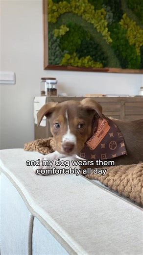 Custom Designer Dog Bandanas: ✔️Sniffany & Co. ✔️Pucci ✔️Chewy Vuiton ✔️Furberry ✔️Chewnel | Millionaire Mutt | Facebook