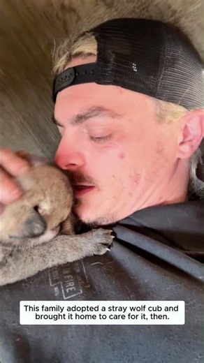 This family adopted a stray wolf cub and brought it home to care for it.