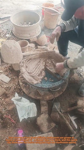 How to Grow Shiitake Mushrooms on Logs | Easy Farming Tip