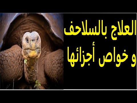 أسرار السلحفاة | العلاج و خواص أجزائها