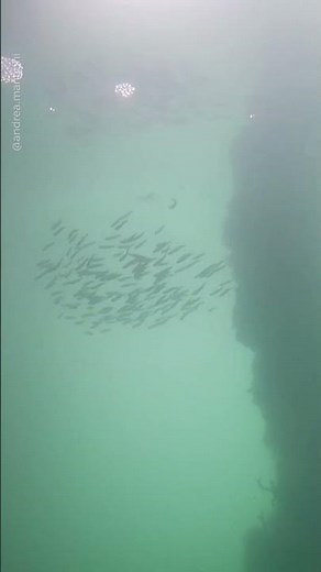 Underwater Sea Life In Venice