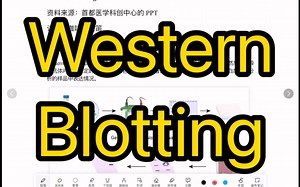Western Blotting（WB） 原理方法技巧 速成讲解！【医学科研】