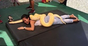 Zoo offers massage sessions with 50-kilogram pythons (Video)