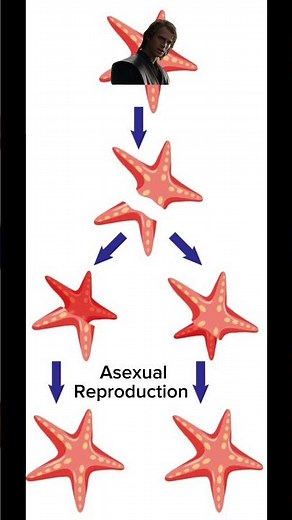 #reproduction #asexual #bio #biology #life #science