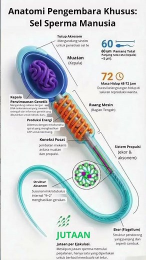Anatomi Sel sperma : Si Pengembara Kecil yang Menentukan Kehidupan #anatomimanusia #sel #sperm