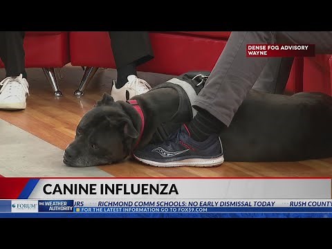 Veterinarian gives warning signs of canine influenza