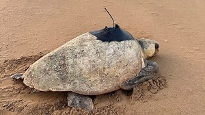 50yo turtle mumma tracker
