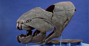 Dunkleosteus - Alchetron, The Free Social Encyclopedia