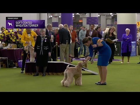 Soft Coated Wheaten Terriers | Breed Judging 2025