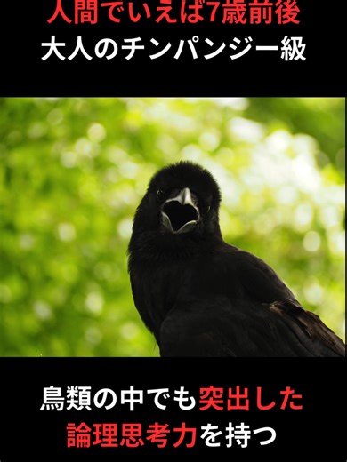 カラスの知能：研究で判明した7つの事実