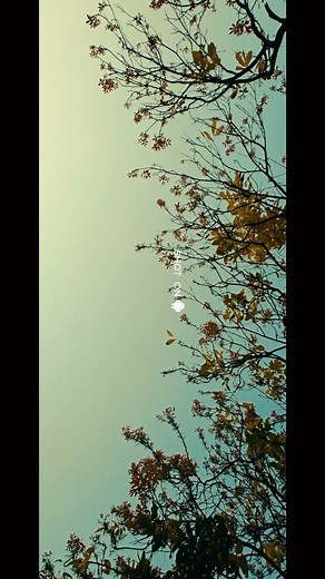 Shot this with my Android phone🤩 Watch full video on Youtube ( NSB Pictures ) . . #nsbfam #nsbpictures #filmmaking #cinematography #mobileclick #smartphonefilmsmaking | NSB Pictures