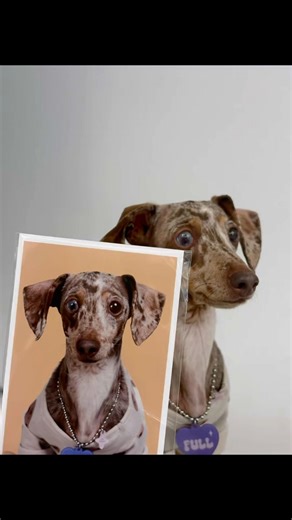 증멍사진 찍으러 다녀온 후기 #강아지 #반려견 #증멍사진 #강아지일상