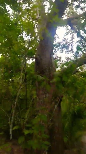 watch your step #florida #naturewalk