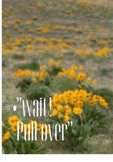 Stopping to hike to this flower field on the side of the road… just for pictures? My kinda adventure 🤩🤩🤩 #A#ArizonaPhotographerA#AZPhotographerA#ArizonaFamilyPhotographer#PhoenixPhotographer#ScottsdalePhotographerA#AZFamilyPhotos#ArizonaPortraitPhotographerF#FamilyPhotographyAZA#ArizonaFamilySessionsA#AZPortraitsN#NaturalLightPhotographerO#OutdoorFamilyPhotosD#DesertFamilyPhotographyP#PhoenixFamilyPhotographerS#ScottsdaleFamilyPhotographerA#ArizonaFamilyPhotographyA#AZLifestylePhotographerC#C