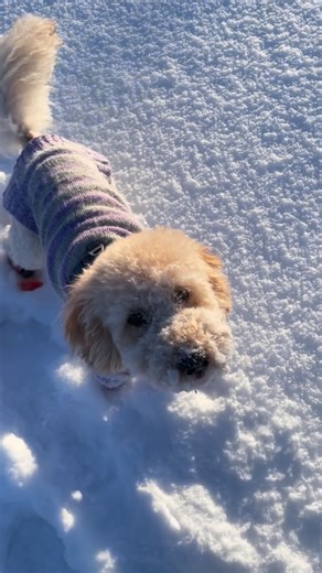 Meiju Kallio | Happy Striped Dog Sweater model! 🐶🐾 Pattern: Striped Dog Sweater by Meiju Kallio #meijuknits #knit #knitting #dogsweater #knitteddogsweater | Instagram