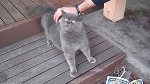 2.3M views · 47K shares | The sound this cat makes while getting tickled is hilarious! https://youtu.be/r_OQcHj54Tw | storyful | Facebook