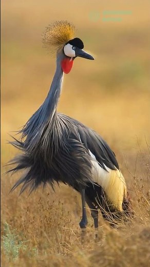 5 Most Stunning Crane Species with Majestic Plumage