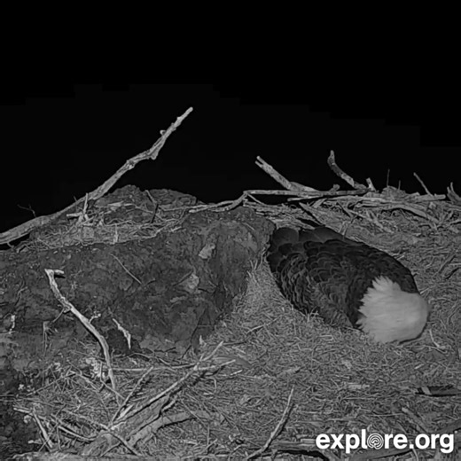 32M views · 487K reactions | How do foxes manage to reach eagle nests? On our Channel Islands cams, the nests are perched on cliff-sides and hilltops — perfect terrain for these clever climbers! 力 (Footage from 2021) | explore.org | Facebook