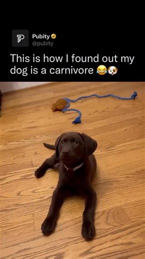 Pubity | I’m playing with my puppy and everything is cute until his teething brain kicks in and suddenly my fingers look like his favorite snack.... | Instagram