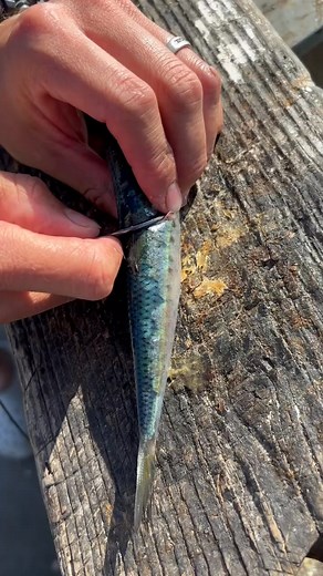 Slide baiting #fishing #sportfishing #fishingvideo #fishingtips #slidebaiting #fishingequipment | FisherManq