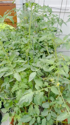 Michelle Wright on Reels