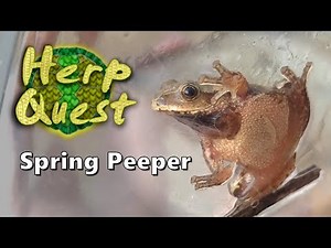Spring Peeper - Herp Quest #8 (Herpetology Education)
