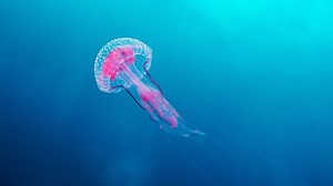 Jellyfish regenerate lost tentacles, and now we know how
