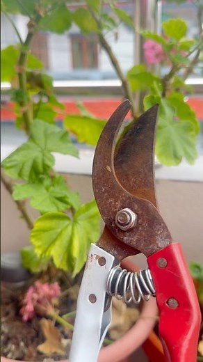 Geranium pruning ideas✂️#home🏡 #garden #caretips #flowers #subscribemychannel #fypシ #youtube