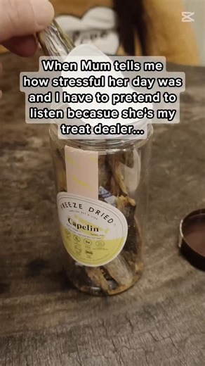 Dino Cheah aka Trick or Treat dog 🇸🇬 on Instagram: "POV: I become WORLD CLASS listener when mummy turns into treat dealer 👂✨ Because mummy using Amelisa Pet & Co. 😋🥩from @dppetsco What makes them special 👇 ✔️ Simple ingredients ✔️ No preservatives, no additives, no artificial colouring ✔️ High meat content = super motivating ✔️ Perfect for training, puzzles & bonding time My favourites on rotation: 🥩 Rawly Bites – freeze-dried, single ingredient, 100% meat in small easy pieces. Fast rewar