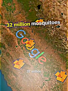 Why Google Is Releasing Millions of Mosquitoes — Debug Project Explained