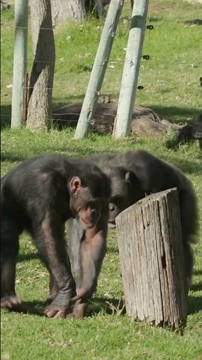 The Funky Monkey Song Kids Dance Song 🐒