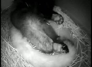 28K views · 571 reactions | Want to see how a red panda cub enters the world? Here’s video of female Leafa giving birth to the first of her two cubs in our behind-the-scenes den at the Kovler Lion House. It’s an amazing look at a rarely seen process. | Lincoln Park Zoo | Facebook