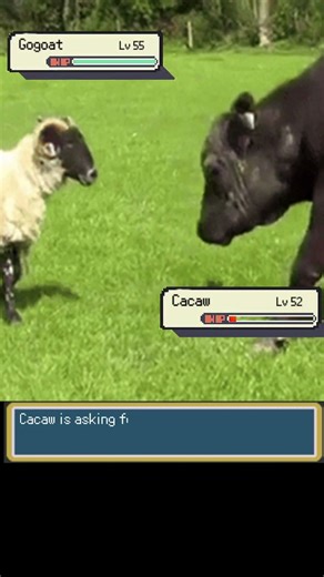 Gogoat vs Cacaw real life pokemon battle #pokemon #pokemonbattle #pokemonunite #pokémonvgc #pokémon