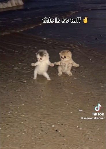 I got that feeling 😝 ts is so tuff #cute #cats #dancing #tiktok #trending #fypシ゚viral