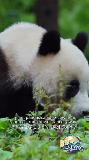 How giant pandas learn to survive in the wild