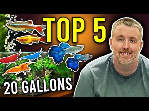 Top 5 Easy Fish Breeding Ideas for 20 Gallon Aquarium