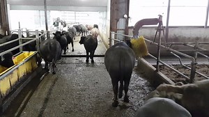 48K views · 481 reactions | This week we find one of the more unique...