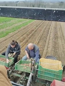 ON PLANTE LES POMMES DE TERRE... À la ferme du Pralie à Gex (Ain-France) chez François Assenare, authentique producteur de pommes de terre et d'huile de tournesol, dans la grande tradition d'avant ! Et bravo à Noémie et Jean-Claude à l'œuvre derrière le tracteur. Merci à l'EARL Assenare pour cette vidéo. | La Place du Village