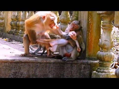 🔴Live: The Best Mother Prevent Newborn Baby From A female Monkey Catching
