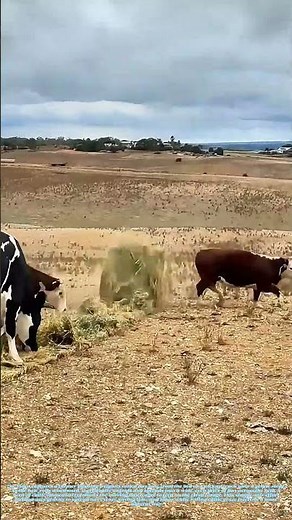 Unrolling Hay: How a Rolled Bale Spreads Naturally as It Rolls Downhill