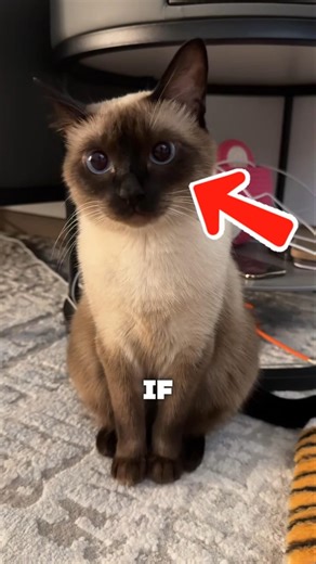 Siamese Cats Are Basically Small Humans #catvideos #siamese #facts